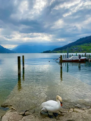 Weißer Schwan neben einem See und Holzsteg