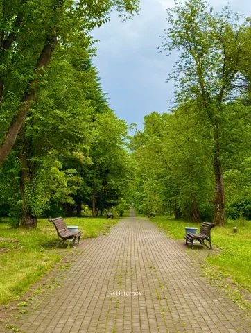 Gerader Parkweg mit Bänken und Bäumen