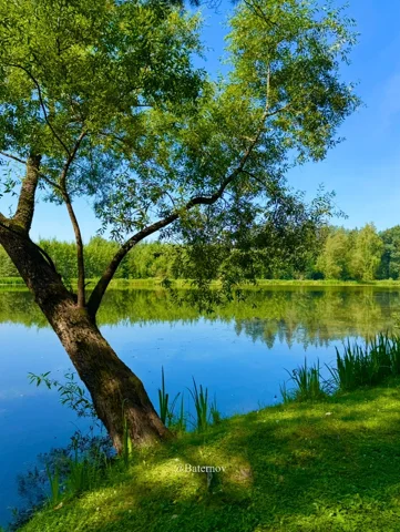 Belaubter Baum neben einem stillen spiegelnden Teich