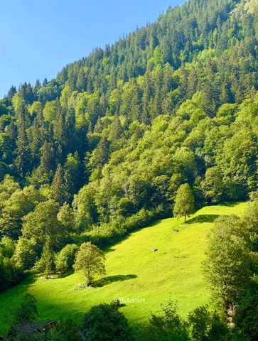 مرج أخضر مشمس يحده سفح مشجّر