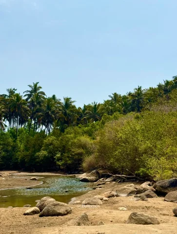 خور ضحل بجانب صخور ومنحدرات تغطيها النخيل
