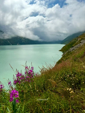 Violette Blumen neben hellem See unter tiefen Wolken